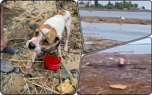 Очі повні болю: собака з Херсону сам доплив до Одещини