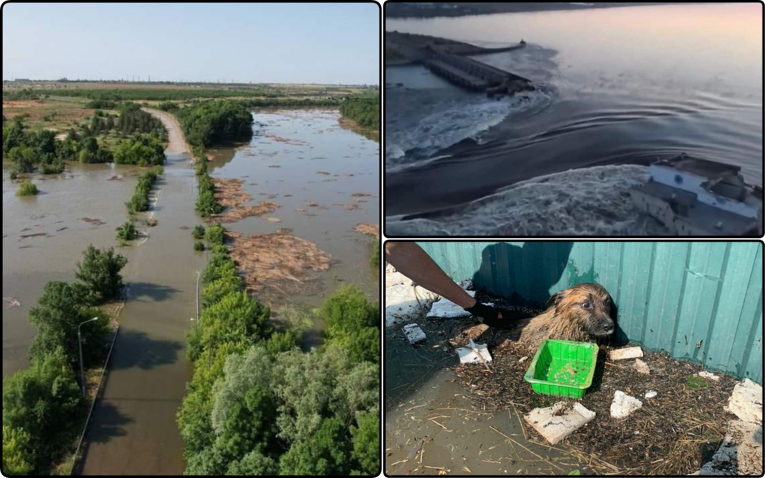 Photo – The forests of the Kherson Region may suffer due to the undermining of the Kakhovska HPP