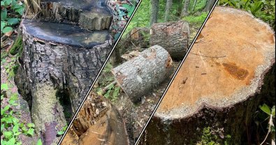 Фото – На Закарпатті у заповіднику вирубали дерев на десятки мільйонів гривень
