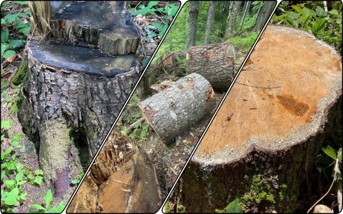 На Закарпатье в заповеднике вырубили деревья на десятки миллионов гривен