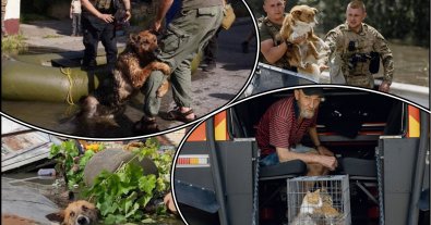 Photo – An online platform for animal shelters, including those from Kherson, was launched in Kyiv