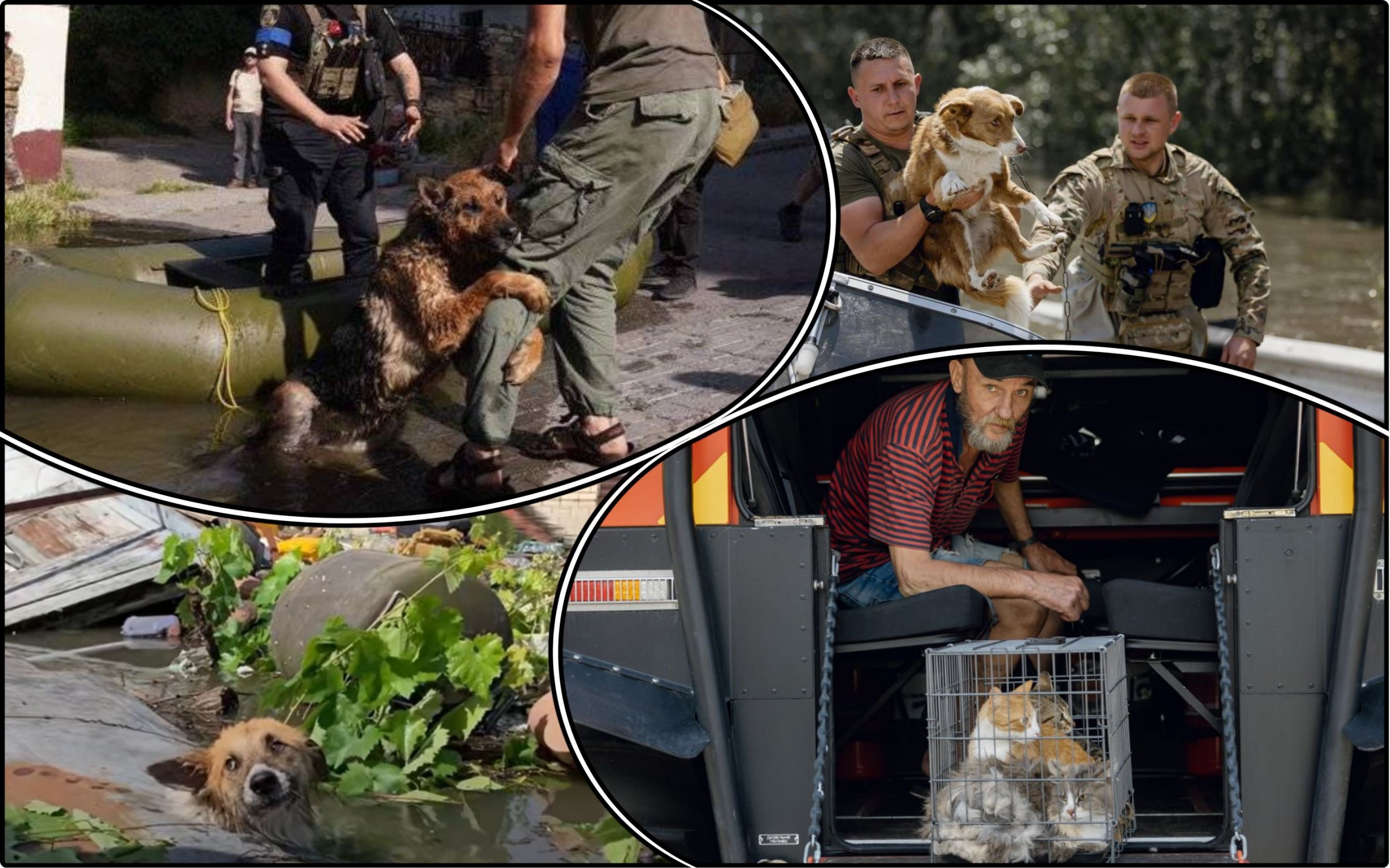 Photo – An online platform for animal shelters, including those from Kherson, was launched in Kyiv