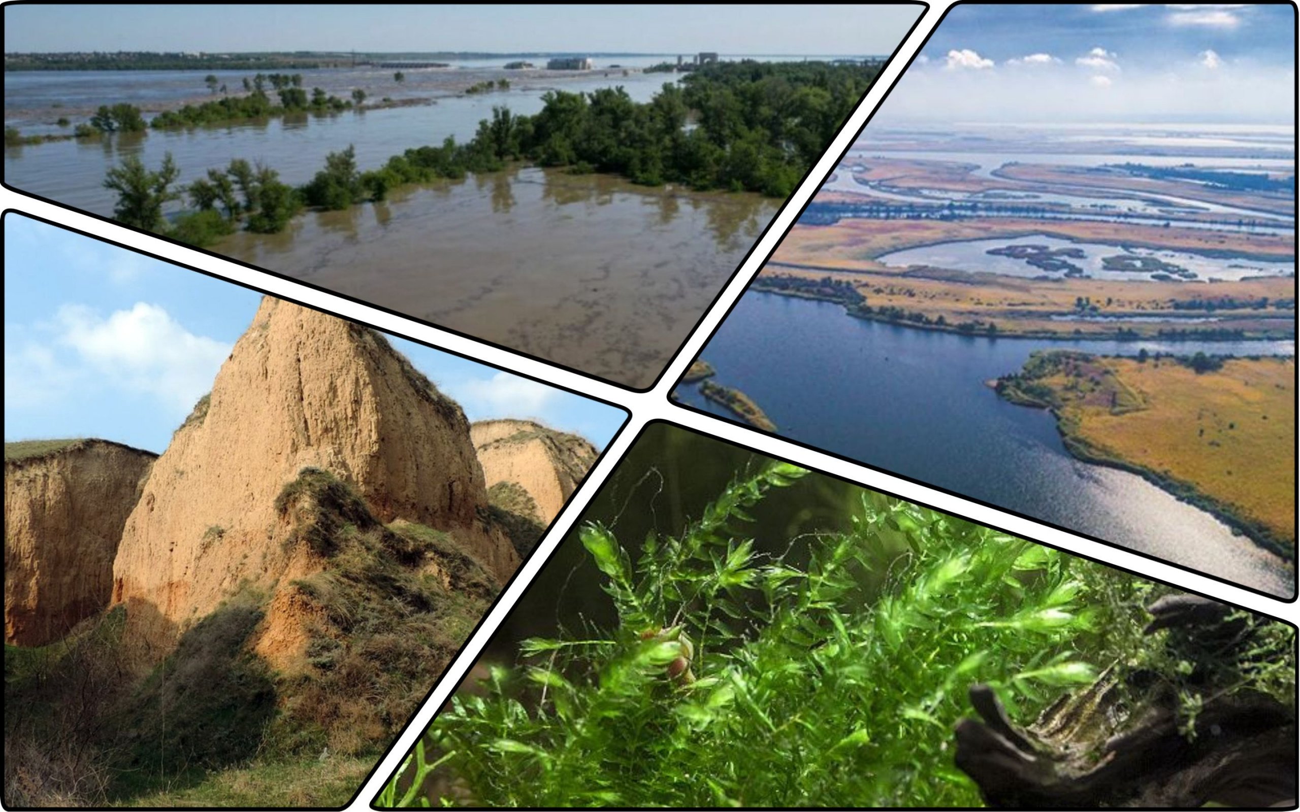 Photo – A nature reserve of international importance was flooded in the Kherson region
