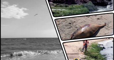 Фото – В Азовському морі масово гине все живе – радник мера Маріуполя