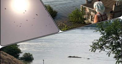 Фото – В Украине могут погибнуть десятки тысяч птиц и диких животных
