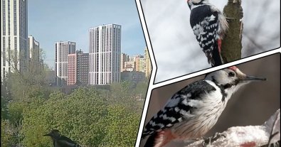 Photo – A Kyiv resident fed fat to a family of red-billed woodpeckers