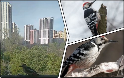 A Kyiv resident fed fat to a family of red-billed woodpeckers