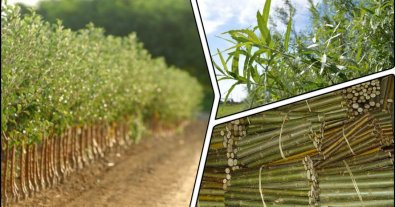 Photo – A plantation of energy willow was planted near Rivne