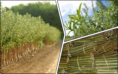 A plantation of energy willow was planted near Rivne