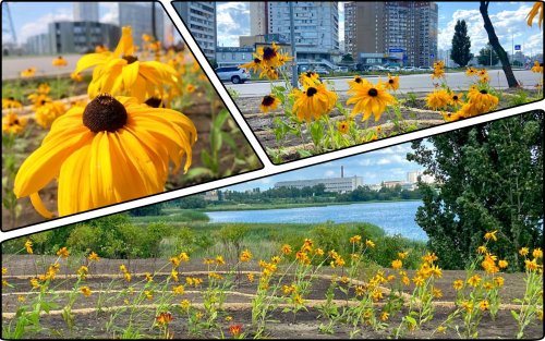 Flowers were planted on the shore of the lake instead of an illegal cafe in Kyiv