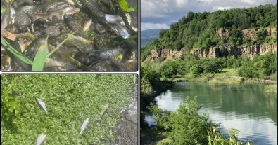 Фото – На Закарпатті стався масовий мор риби