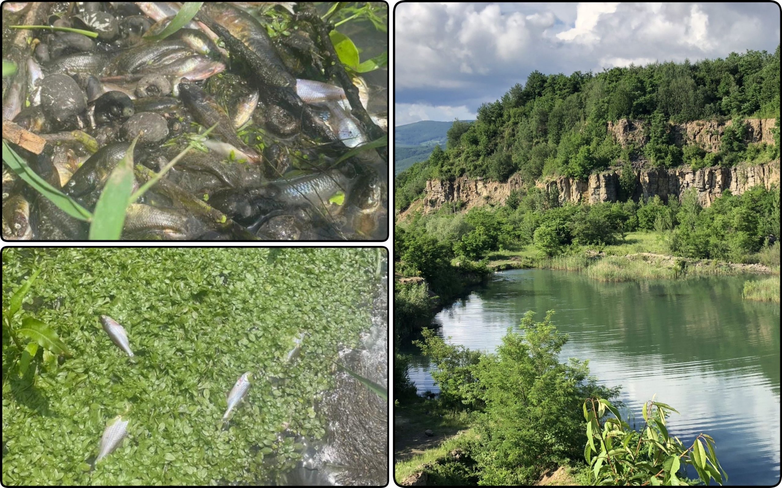 Photo – There was a massive plague of fish in Transcarpathia