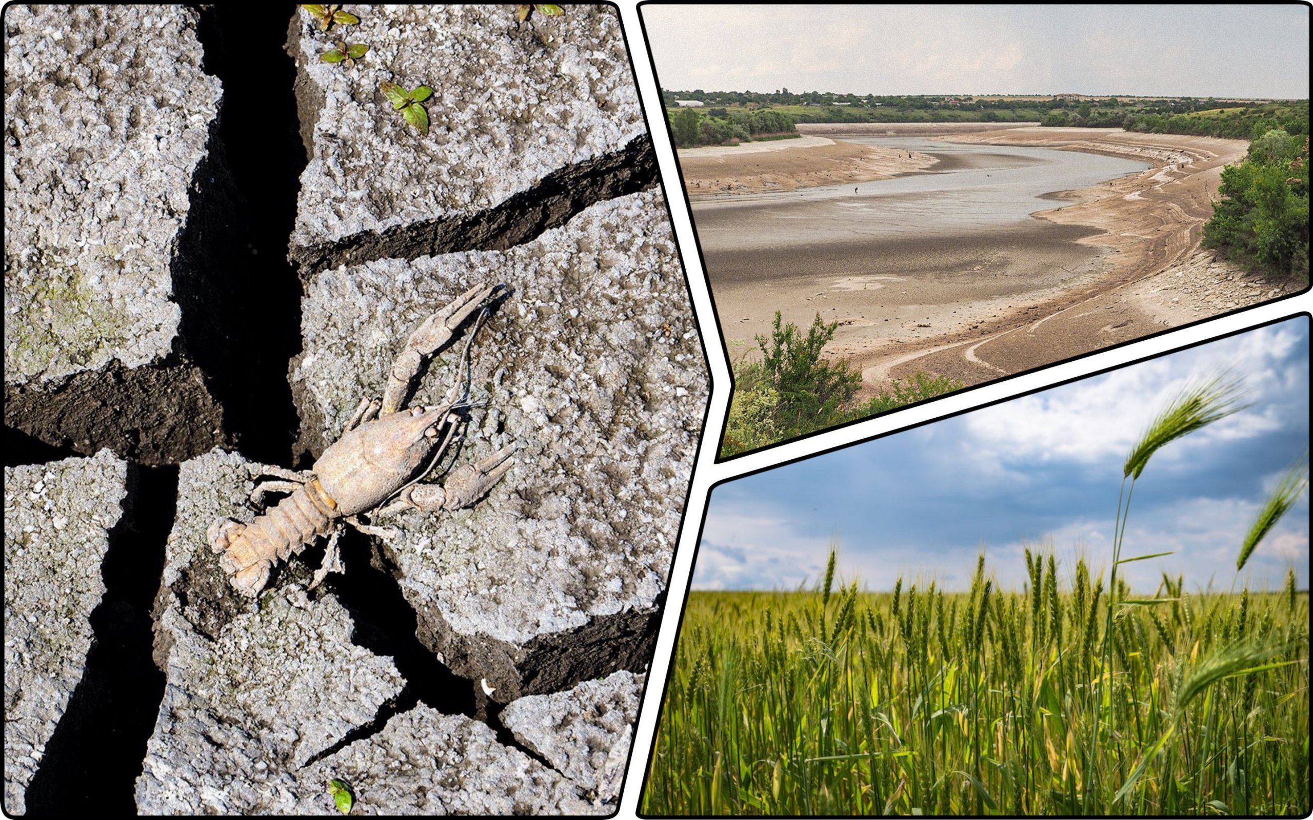Фото – Дно Каховского водохранилища планируют засеять зерновыми