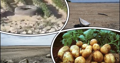 Фото – На дні Каховського водосховища мешканці Нікополя почали вирощувати картоплю