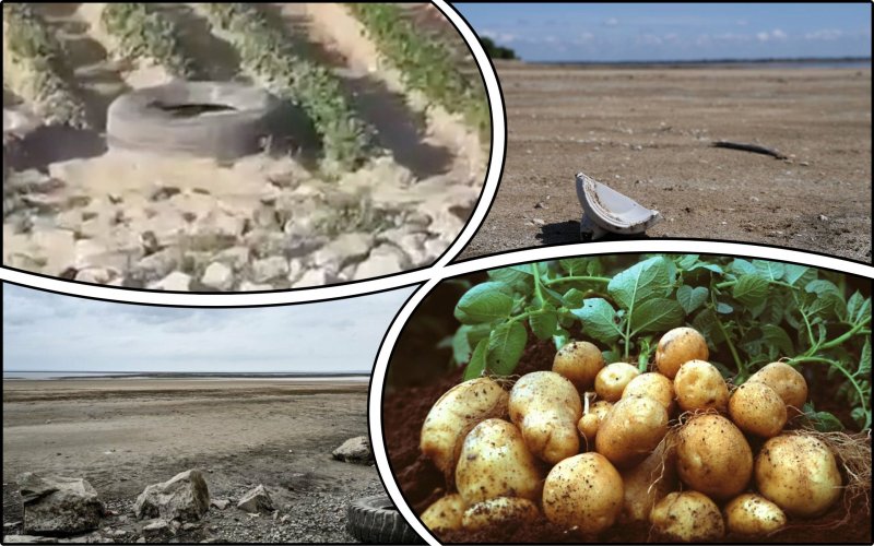 Residents of Nikopol began to grow potatoes at the bottom of the Kakhovsky Reservoir