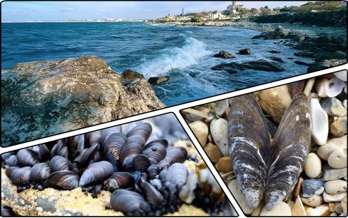 В акваторії Одеси загинули сотні тонн мідій, що очищують воду