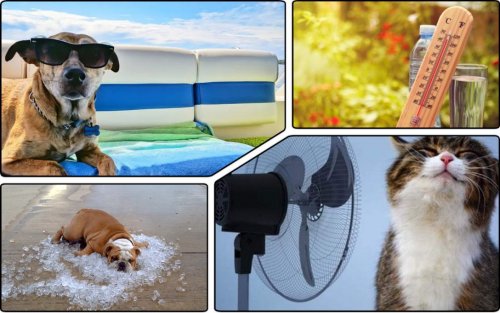 TOP 10 tips to help pets survive the heat