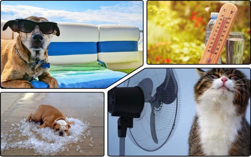 ТОП-10 порад, які допоможуть домашнім тваринам пережити спеку