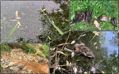 Ducks and thousands of fish died in the Udy River near Kharkiv