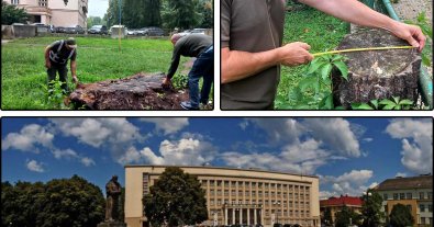 Photo – 3 million UAH worth of trees were cut down near Zakarpattia OVA