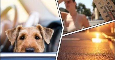 Photo – Why is it prohibited to leave animals in the car in the summer