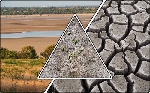 The first sprouts appeared at the bottom of the Kakhovsky Reservoir. Photo