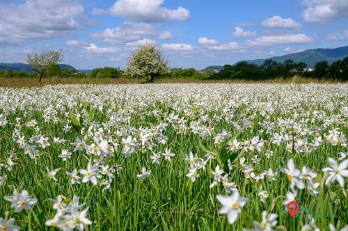 Transcarpathia began to save the Narcissus Valley from turning into a desert
