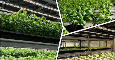 Photo – The most energy-efficient vertical farms in the world were built in Dnipro