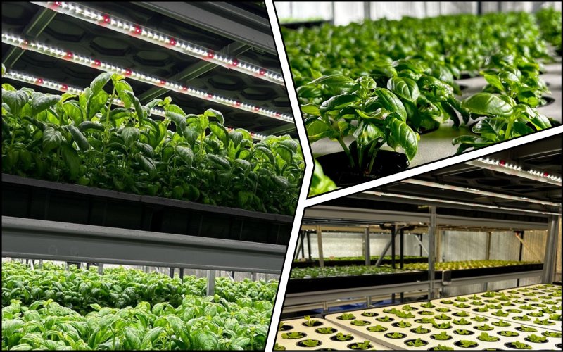 The most energy-efficient vertical farms in the world were built in Dnipro
