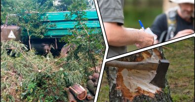 Photo – Black loggers were caught red-handed near Kyiv