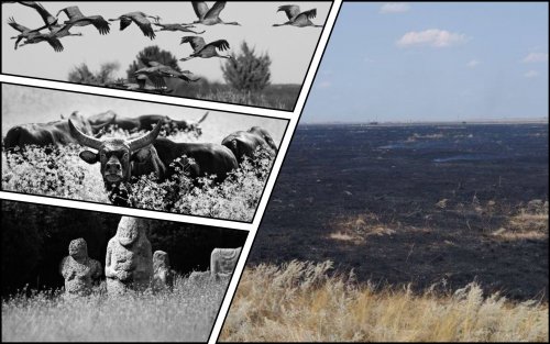 Окупанти спалили 300 гектарів унікального заповідного степу в “Асканії-Новій”