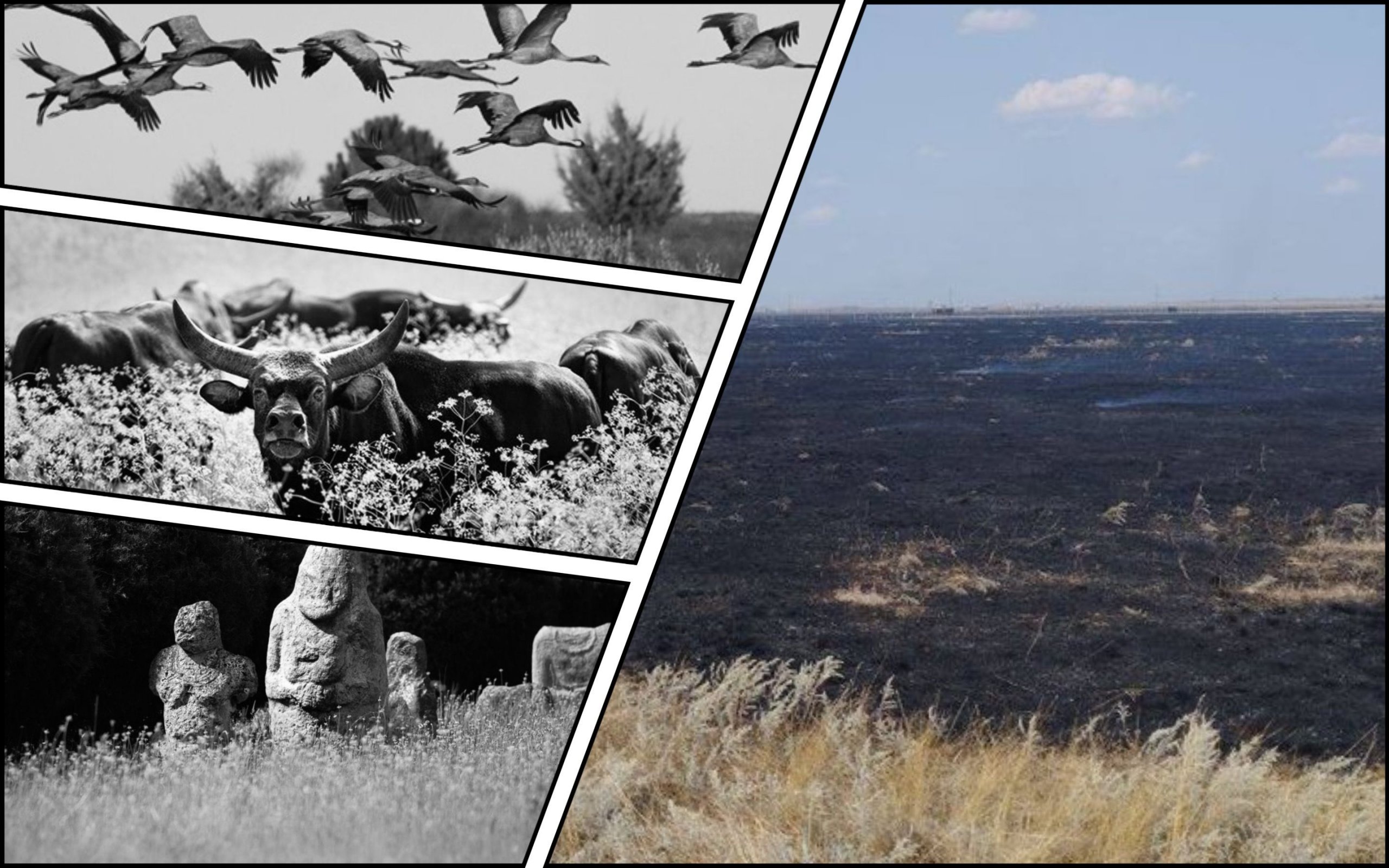 Photo – The occupiers burned 300 hectares of a unique protected steppe in "Askania-Nova"