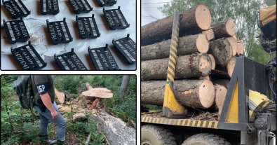 Фото – На Буковині викрили злочинну схему лісівників на 2 мільйони гривень