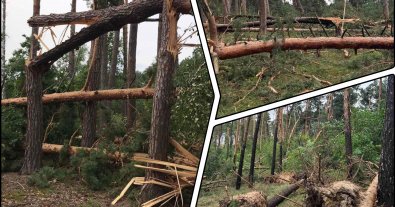 Photo – Hurricane damaged 1,000 hectares of Ukrainian forests