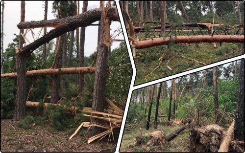 Негода пошкодила 1000 гектарів українських лісів