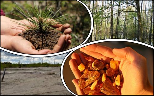 Forests mutilated by illegal amber mining will be restored in the Rivne region