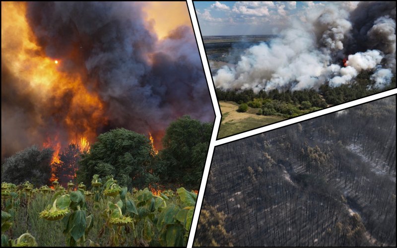 In Mykolaiv region, 48 hectares of protected forest burned down due to arson