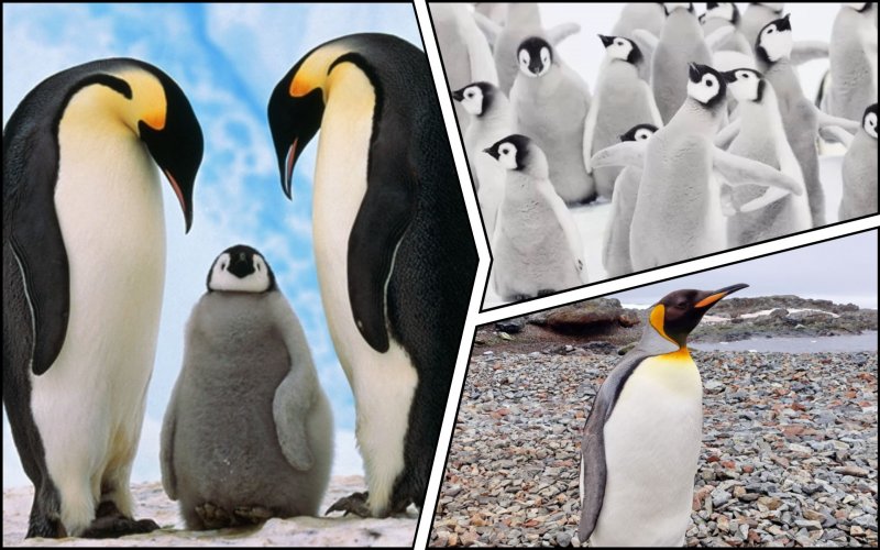 В Антарктиде из-за изменения климата погибли 10 тысяч пингвинят