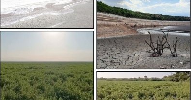 Фото – Каховское водохранилище заросло дикими травами. Видео