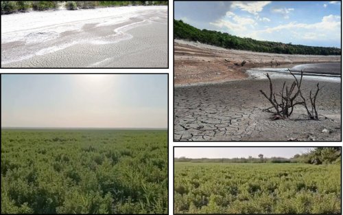 The Kakhov reservoir is overgrown with wild grass. Video