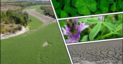 Photo – The bottom of the Kakhovsky Reservoir was turned into a green meadow