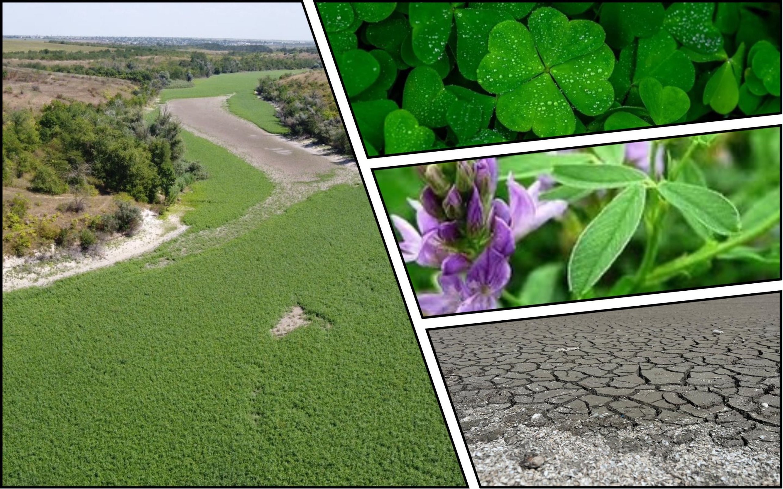 Photo – The bottom of the Kakhovsky Reservoir was turned into a green meadow