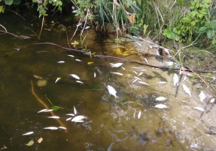 There was a mass plague of fish in Zhytomyr region