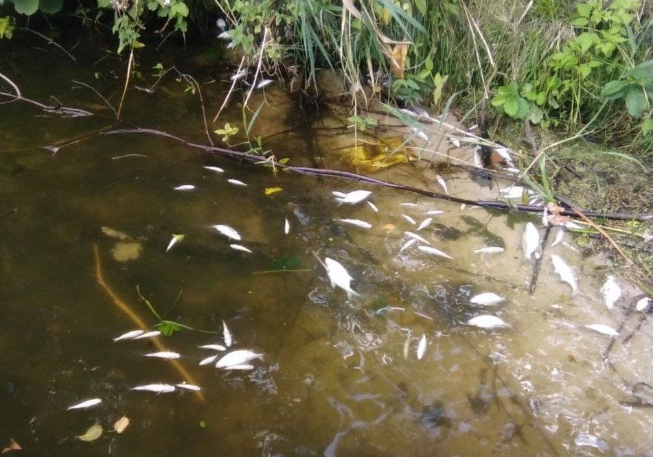 Photo – There was a mass plague of fish in Zhytomyr region