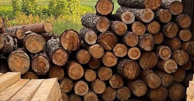 Photo – A man illegally cut down a forest in the Volyn region