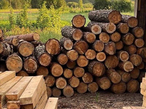 A man illegally cut down a forest in the Volyn region