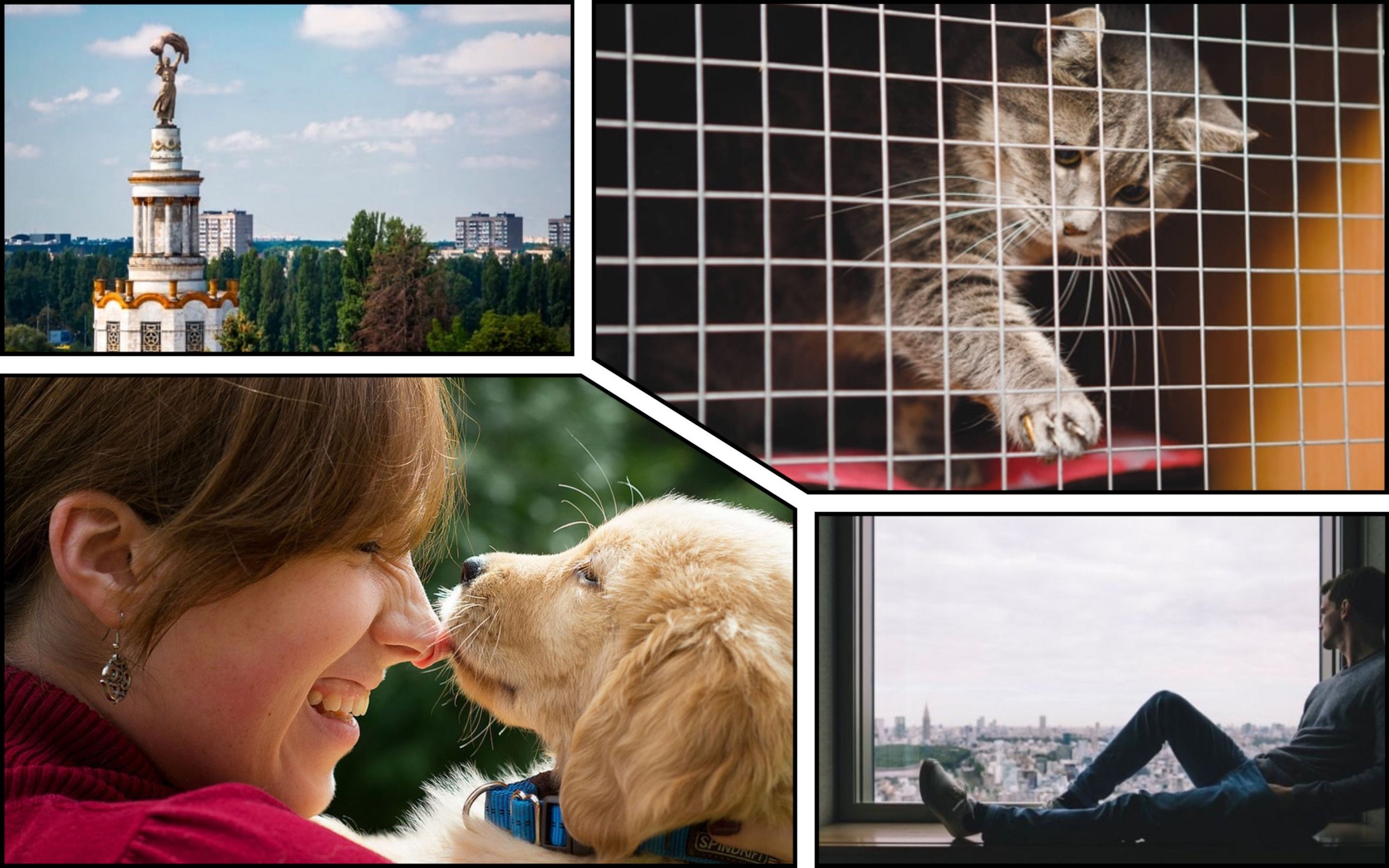 Photo – Kyiv residents will be able to find four-legged friends at the animal protection campaign at VDNG