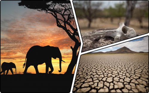 Drought has caused a large-scale migration of elephants in Africa