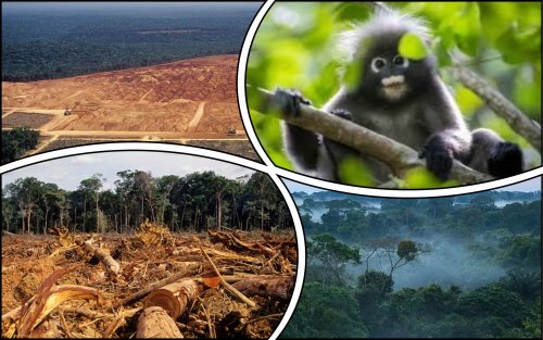 155 million hectares of primary forests were destroyed in 2 years in the world