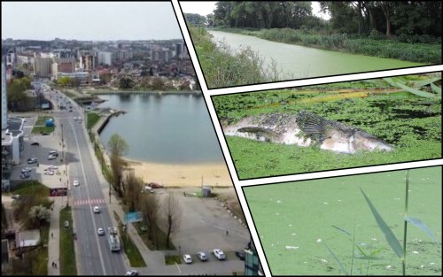 Fish died en masse in the center of Khmelnytskyi